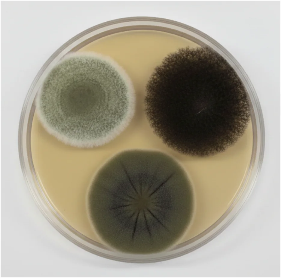 Common Bathroom Fungi Petri