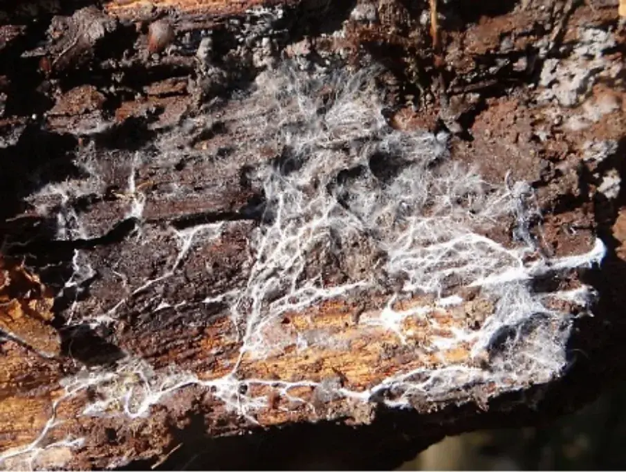 Mycelium Network On Wood