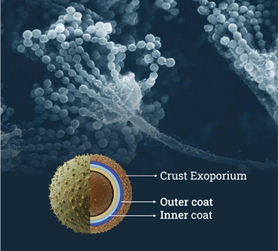 Spore Wall Layers Diagram