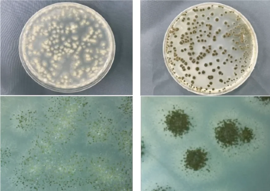 Ycm Day4 Morphology 25c Vs 40c