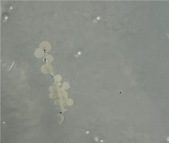 A culture plate with smooth, cream-colored yeast colonies.