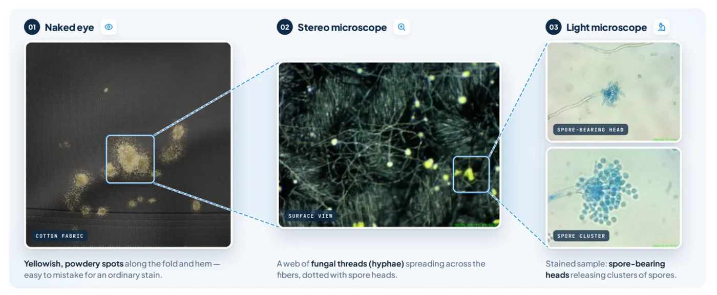 Three panels of yellow stains on fabric seen with the unaided eye, a stereo microscope and a light microscope.