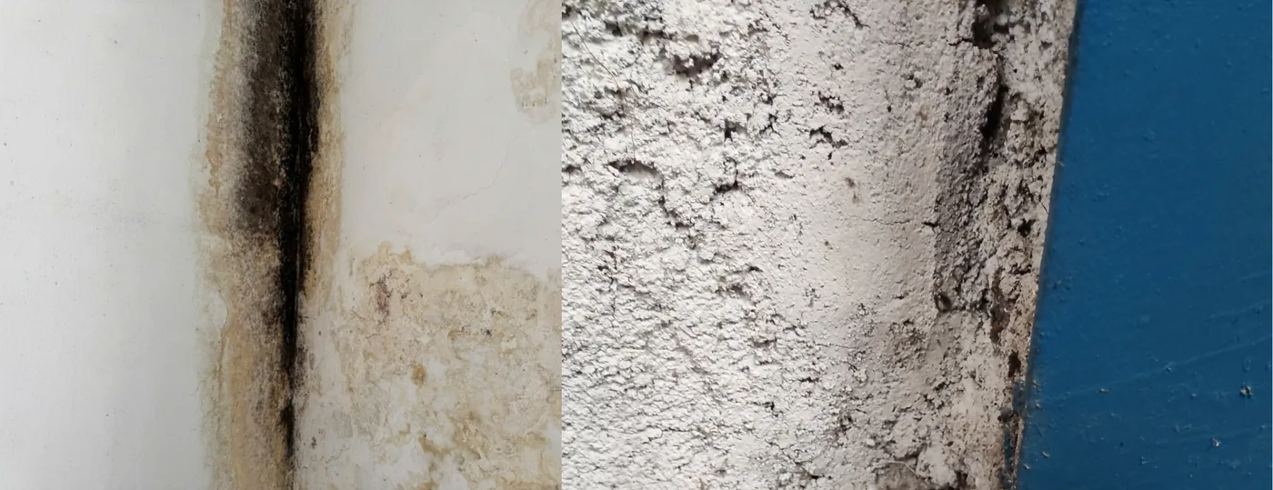 Two close-ups of mold-stained walls: black and brown staining along a painted wall corner, and dark growth on a textured white wall beside blue paint.