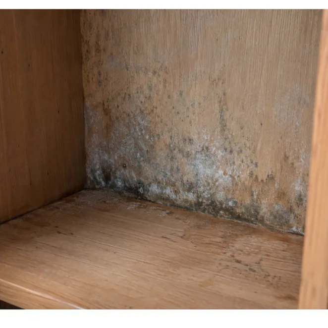 Dark mold spotting in the inside corner of a wooden cabinet.