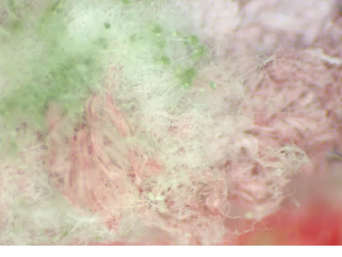 Pink and green fungal colonies interacting on pink leather.